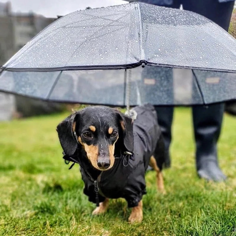 Clear Pet Umbrella for Dogs